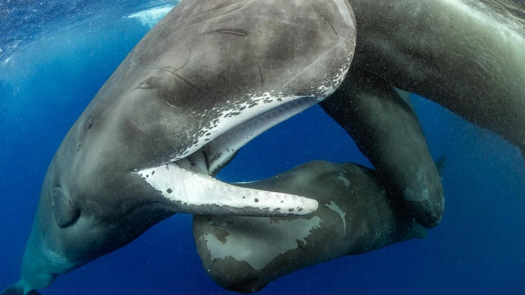 Sperm Whales Language Patterns
