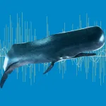 Sperm Whales Language Patterns