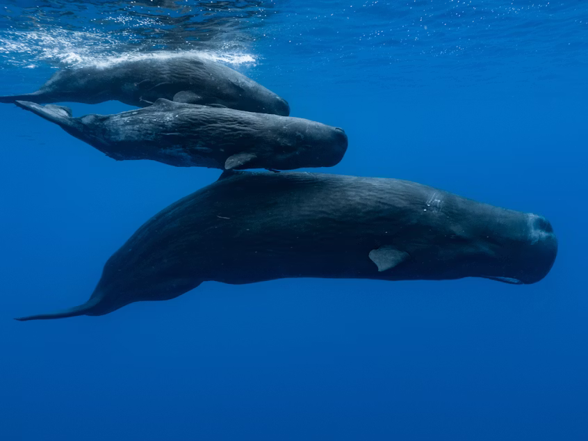 Sperm Whales Language Patterns