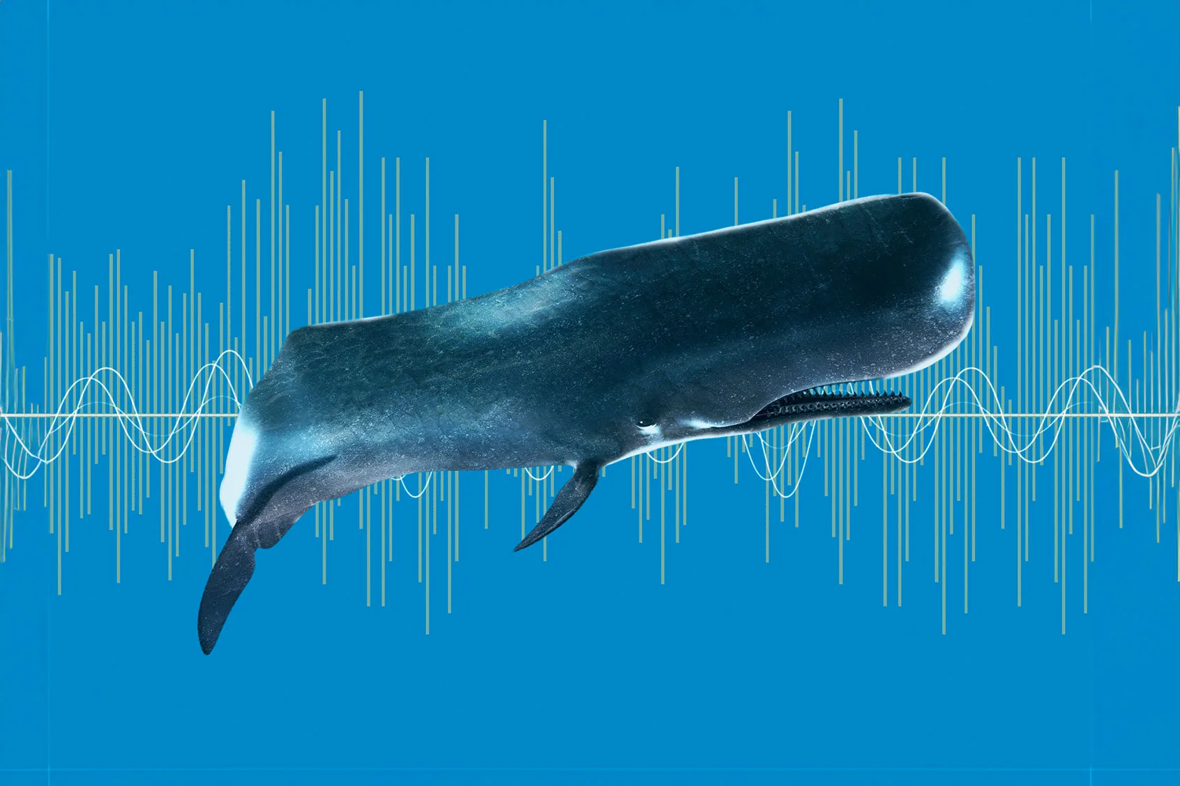 Sperm Whales Language Patterns