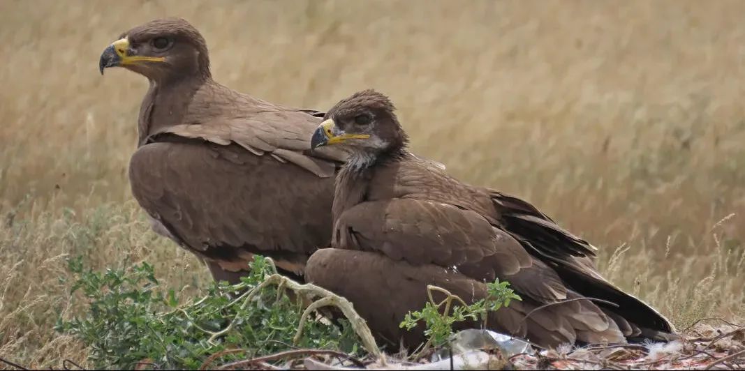 Steppe Eagle Rajasthan Becomes Key Wintering Hub for Endangered Bird Steppe Eagle Rajasthan