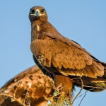 Steppe Eagle Rajasthan