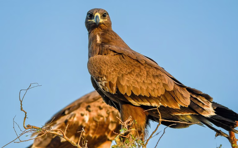 Steppe Eagle Rajasthan