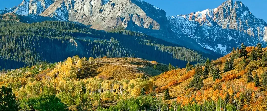 Types of Forests in India