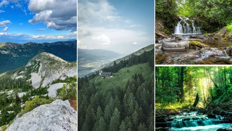 Types of Forests in India