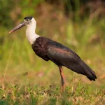 Woolly Stork Sighting