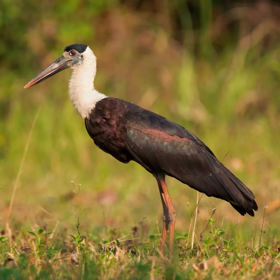 Woolly Stork Sighting