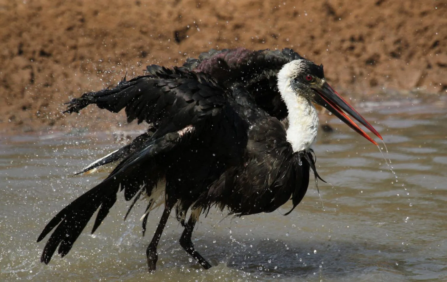 Woolly Stork Sighting