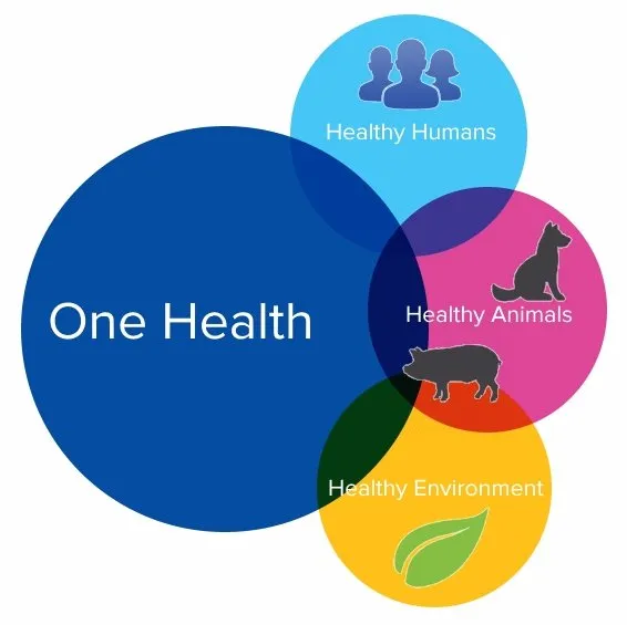 Antimicrobial Resistance