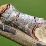 Buff-tip Moth Ladakh