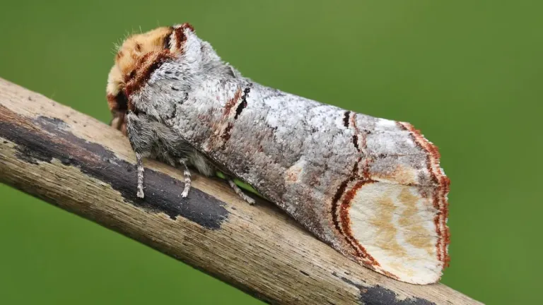 Buff-tip Moth Ladakh