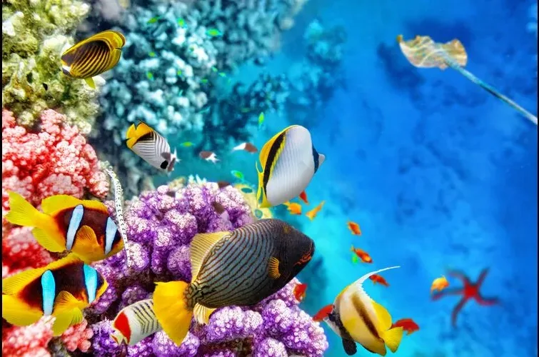Coral Bleaching