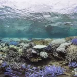 Coral Bleaching