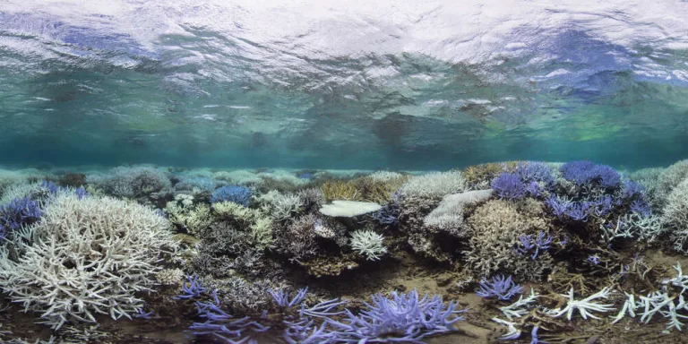Coral Bleaching