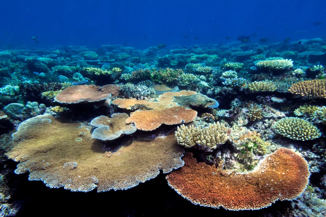 Coral Bleaching