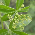 Cyphostemma Species Discovery