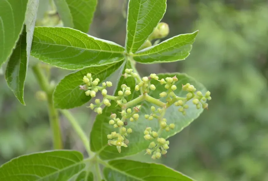 Cyphostemma Species Discovery