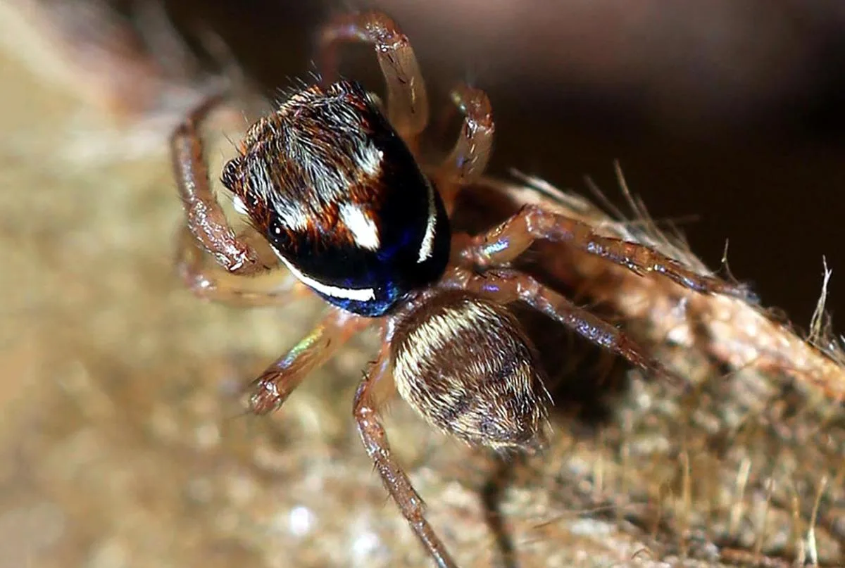 India Jumping Spider Discovery Reveals New Species India Jumping Spider Discovery