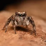 India Jumping Spider Discovery