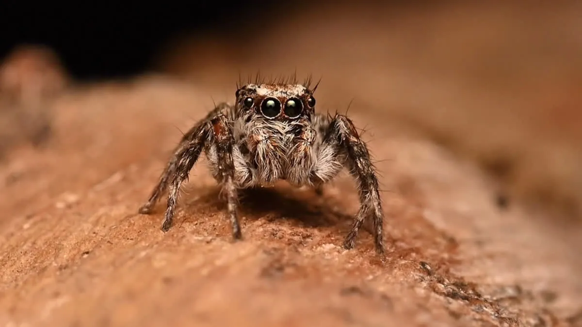 India Jumping Spider Discovery