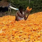 India Maize Ethanol Boost