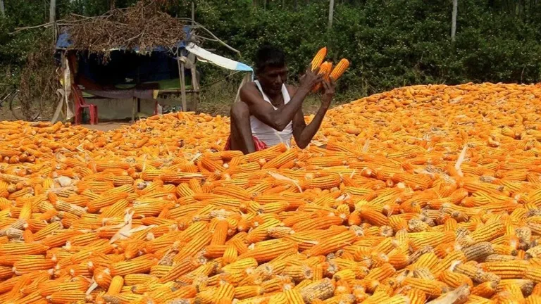 India Maize Ethanol Boost