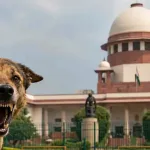Rabid Stray Dogs Euthanasia