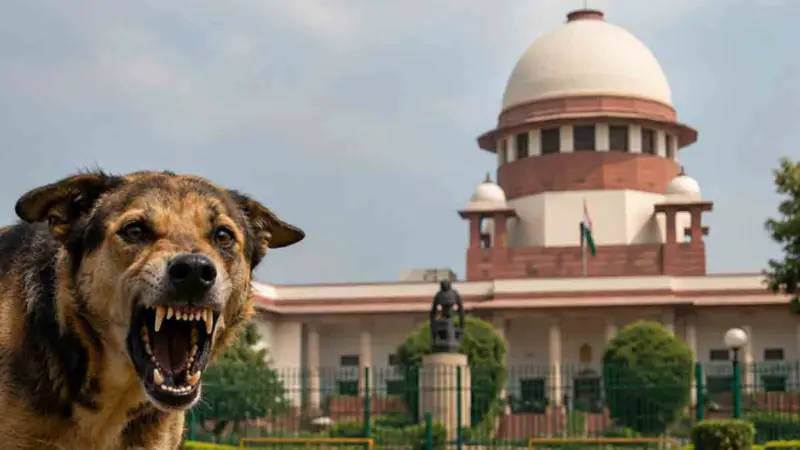 Rabid Stray Dogs Euthanasia