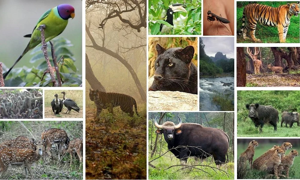 Western Ghats 