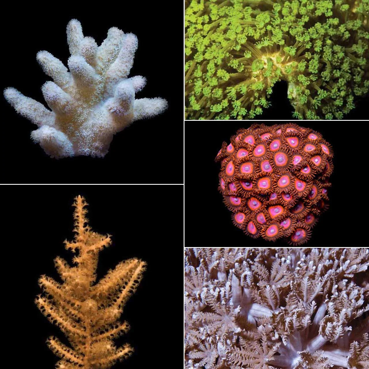 Coral Bleaching