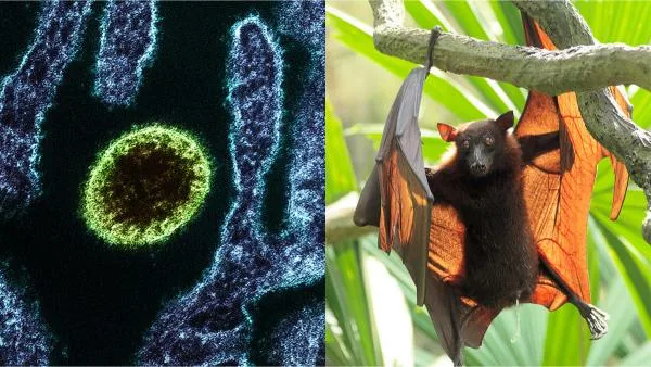 Zoonotic Diseases: Causes, Types, Spread and Challenges in India GIFT City Zoonotic Diseases