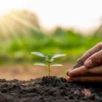 Assam Tree Plantation Drive