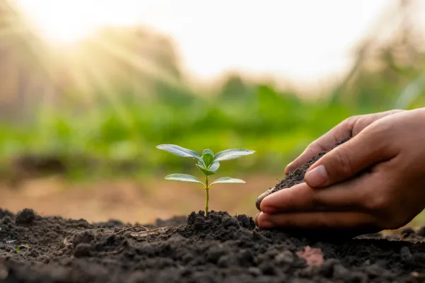 Assam Tree Plantation Drive