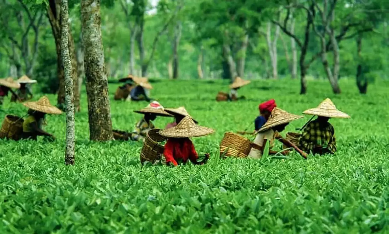 Agriculture Export Policy 2018