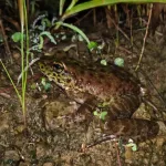 Amolops Kamal