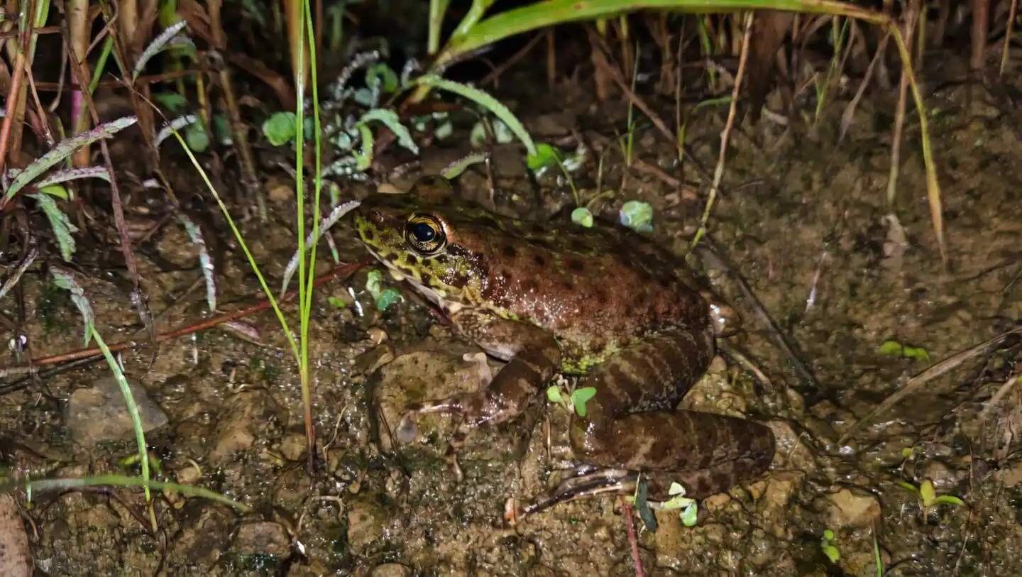 Amolops Kamal