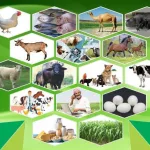 Animal Rearing