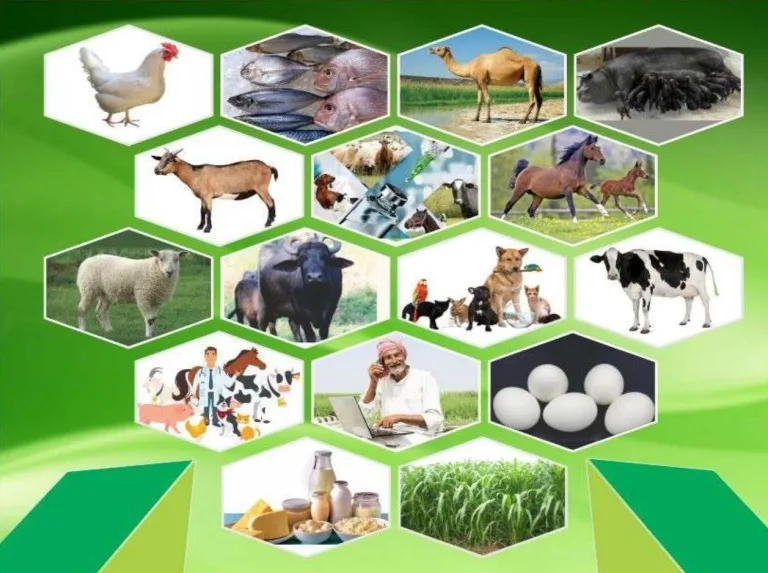 Animal Rearing
