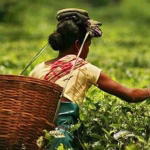 Assam Farmers Registry