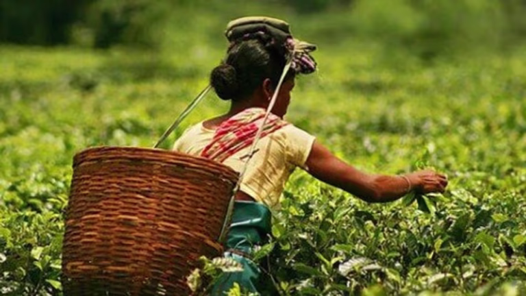 Assam Farmers Registry