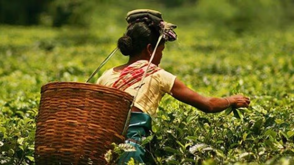 Assam Farmers Registry
