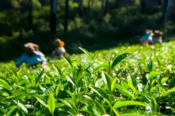 Assam Farmers Registry