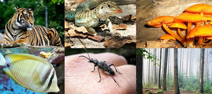 Biological Diversity Act 2002