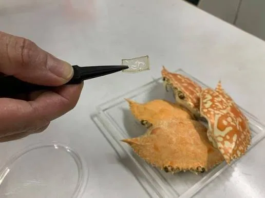 Bioplastic from Prawn Shells Innovation El Gaia Attack Bioplastic from Prawn Shells