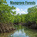 Mangrove Forests