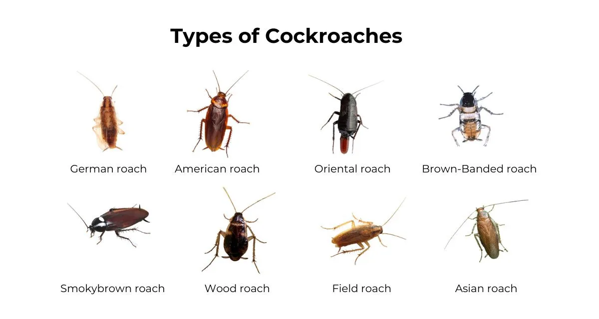 Cockroach Species India