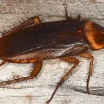Cockroach Species India