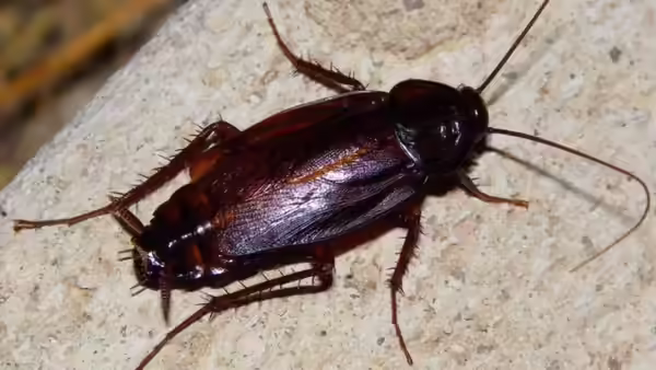 Cockroach Species India