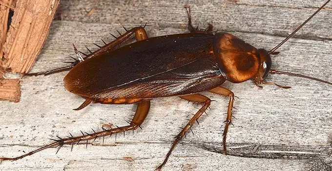Cockroach Species India