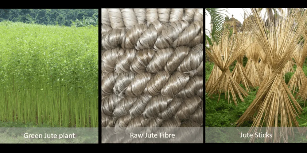Cropping Patterns and Major Crops